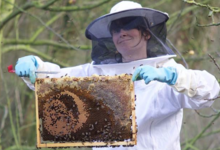 les mûres ont des abeilles