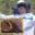 les mûres ont des abeilles