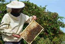 Uibie, apiculture urbaine