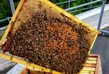Uibie, apiculture urbaine