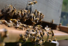 le rucher de l'abeille charentaise