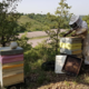 Les ruches de la Bastide de Castel Miel