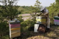 Les ruches de la Bastide de Castel Miel