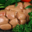 Boucherie de la Plaine Monceau. Rognons de veau