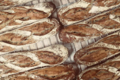 Boulangerie Terroirs d'Avenir. baguette au sarrasin