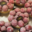 Stohrer. tartelettes à la framboise