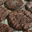 Jean Hwang Carrant. Cookies chocolat noir menthe