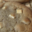 Jean Hwang Carrant. Cookies chocolat blanc macadamia