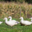 Castaing Foies Gras