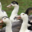 Castaing Foies Gras