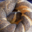 Florence Khan. Bagel aux graines de pavo