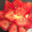 Boulangerie Lemarie. Tartelette aux fraises