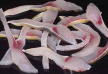 Fish Brenne. Goujonnette de carpe