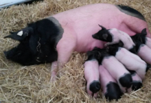 L'Ecusson Noir. Porc cul noir Limousin