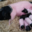 L'Ecusson Noir. Porc cul noir Limousin