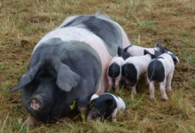 L'Ecusson Noir. Porc cul noir Limousin