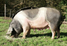 L'Ecusson Noir. Porc cul noir Limousin