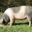 L'Ecusson Noir. Porc cul noir Limousin