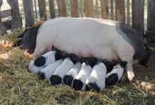 L'Ecusson Noir. Porc cul noir Limousin