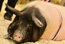 L'Ecusson Noir. Porc cul noir Limousin