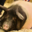 L'Ecusson Noir. Porc cul noir Limousin