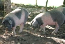 L'Ecusson Noir. Porc cul noir Limousin