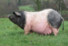L'Ecusson Noir. Porc cul noir Limousin