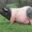 L'Ecusson Noir. Porc cul noir Limousin