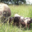 L'Ecusson Noir. Porc cul noir Limousin