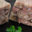 Maison Robert Bach. Tête de veau cuite maison