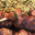 Jeusselin. Gigot d'agneau