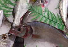 Poissonnerie Le Marlin. Loup
