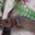 Poissonnerie Le Marlin. Loup