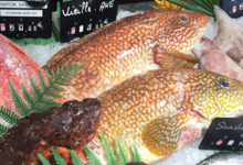 Poissonnerie Le Marlin. Vieille ane