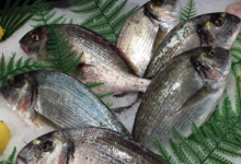 Poissonnerie Le Marlin. Daurade