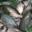 Poissonnerie Le Marlin. Daurade