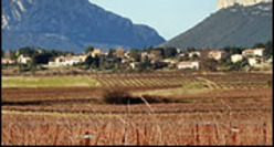 Languedoc Pic-Saint-Loup rouge et rosé, Coteaux du Languedoc Picpoul de Pinet
