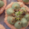 Biscuit à la noix de coco et crémeux de thé matcha