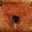 Académie du pain. Pain au chocolat