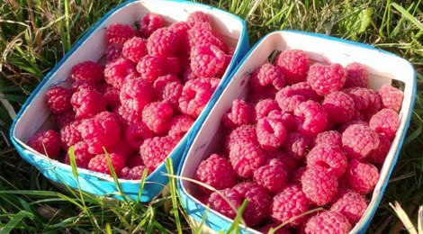 Ferme Burger. Framboises