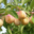Vergers Dettling. Mirabelles