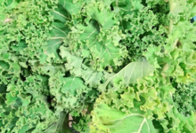 Willers-hof. Chou kale