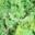 Willers-hof. Chou kale