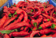 Willers-hof. Paprika doux