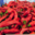 Willers-hof. Paprika doux
