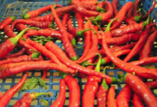 Willers-hof. Paprika fort
