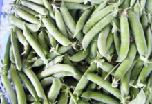 Willers-hof. Petits pois