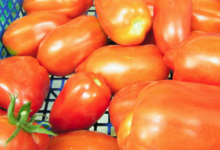 Willers-hof. Tomate