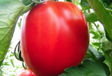 Willers-hof. Tomate fleurette