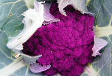 Willers-hof. Chou fleur violet